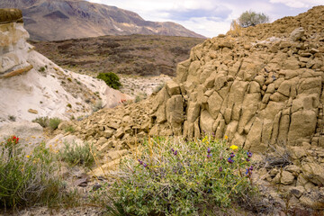 rocks and wild flowers in the desert