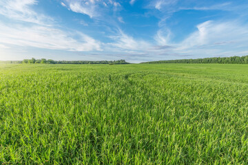 Green grass on the field,