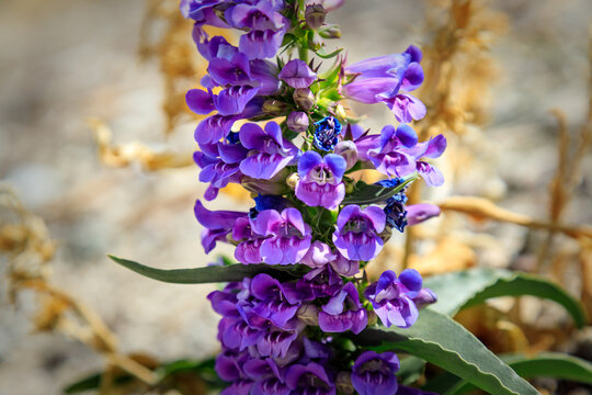 Royal Penstemon