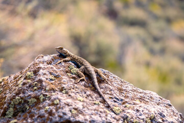 Western Fence Lizard