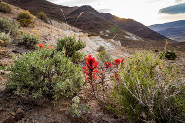 Indian Paintbrush