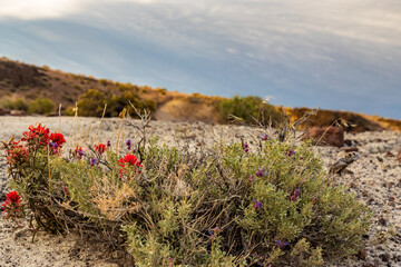 Indian Paintbrush and Desert Sage