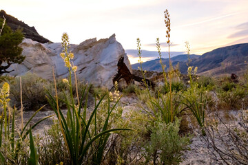 Death Camas at Dusk