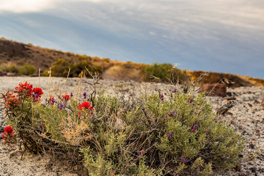 Indian Paintbrush and Desert Sage
