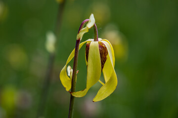 California Pitcher Plant
