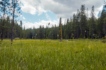 A Meadow in the Northern Sierras