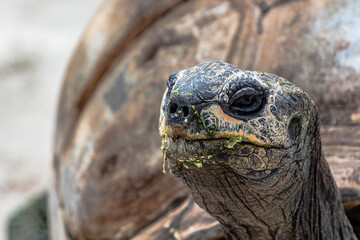 Portrait of a giant tortoise 