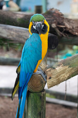 Fototapeta na wymiar Blue and Gold (Yellow) Macaw Parrot on a perch