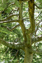 Tree Canopy of a Forest 