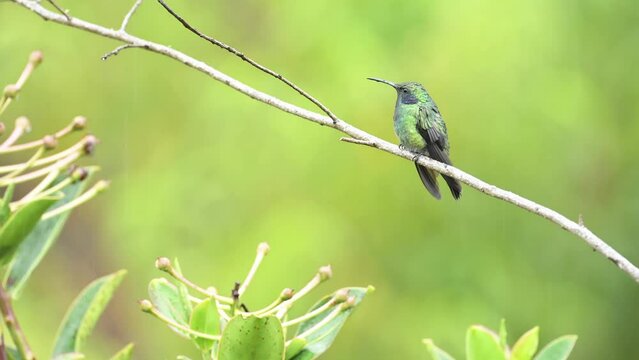 Exotic Bird in Costa Rica, Lesser Violtear (Mountain Voilet Ear aka colibri cyanotus) (icterus galbula), Colourful Tropical Bird in Rainforest, Perched Perching on Branch, Costa Rica, Central America