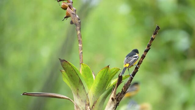 Exotic Bird in Costa Rica, Baltimore Oriel (icterus galbula), Colourful Bird in Tropical Rainforest Jungle Scenery, Perched Perching on a Branch at San Gerardo de Dota, Costa Rica, Central America