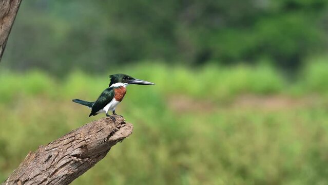 Costa Rica Birds, Amazon Kingfisher (chloroceryle amazona) Perched Perching on a Branch, Tarcoles River Birdlife, Costa Rica Birdwatching Wildlife Holiday Vacation, Central America Bird Life