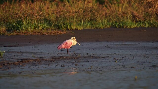 Costa Rica Wildlife and Birds, Pink Roseate Spoonbill (platalea ajaja) in Tarcoles River, Birdlife on Birdwatching Wildlife Holiday Vacation, Central America Amazing Nature in Beautiful Light