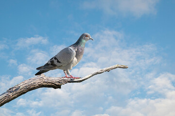 Portrait of a pigeon. It belongs to the group, order of pigeon birds.
