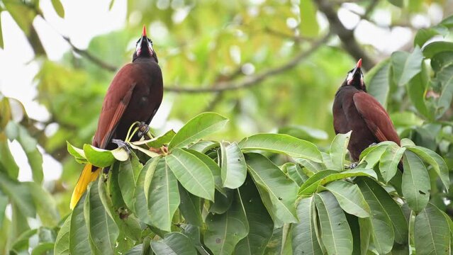 Montezuma Oropendola (psarocolius montezuma), Costa Rica Bird and Wildlife in the Rainforest in Tortuguero National Park, Central America, Sitting on a Branch in a Tree