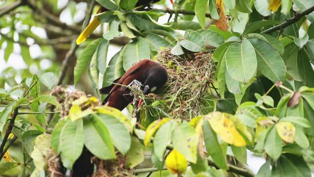 Montezuma Oropendola (psarocolius montezuma), uilding a Nest in a Tree in the Rainforest of Costa Rica, Bird and Wildlife in Tortuguero National Park, Central America