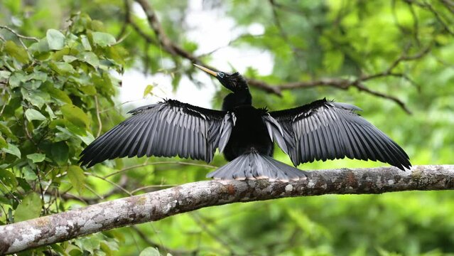 Costa Rica Wildlife, Anhinga Bird (Anhinga Anhinga) in Rainforest, Drying its Wings and Sitting Perched Perching on a Branch in a Tree, Amazing Animal Behaviour in Tortuguero National Park