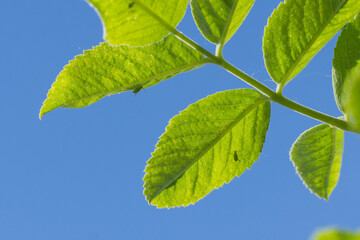 aphids on green leaves on a blue background