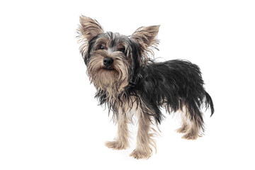 Beautiful and cute black and white yorkshire terrier dog over isolated background. Studio shoot of purebreed yorkie puppy.
