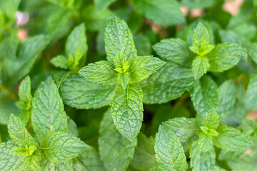 green peppermint leaves close up for background