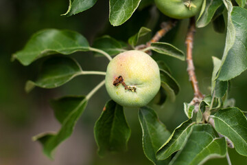 wormy young green apple on the tree. damaged unripe fruit - Powered by Adobe