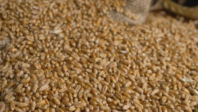 Golden color wheat. Heap of ripe raw grain, rural scene. Organic farming, dry vegetable. Bindle bag or sack