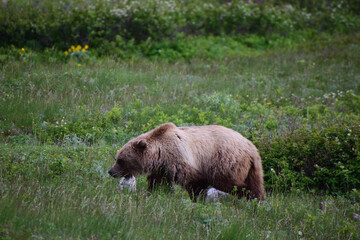 brown bear in the grass