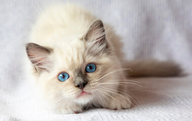 Fototapeta na wymiar white persian cat