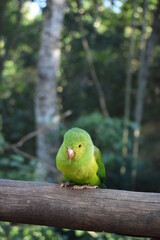 Pájaro posado en una rama