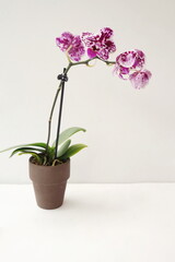 Naklejka na ściany i meble Purple and White Potted Orchid on White Background
