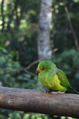 Pájaro posando en rama