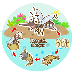 Mosquito’s life cycle vector.