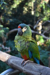 Pájaro posando en rama