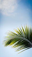 Fototapeta premium Palm tree on a background of a cloudy sky. Coconut Tree Leaves