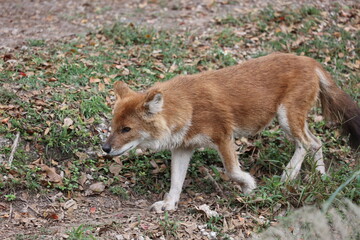 Dhole