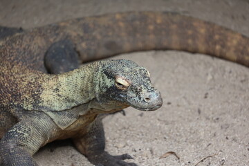 Komodo Dragon
