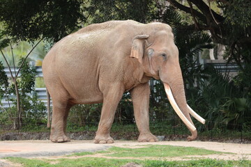 Naklejka premium Asian Elephant