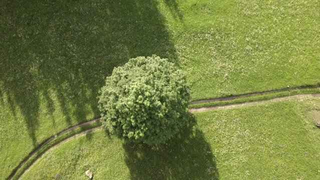 Aerial drone footage top down flying over meadows, sycamore maple and pine trees in the swiss alps