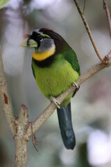 Fire-tufted barbet