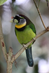 Fire-tufted barbet