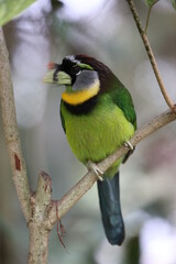 Fire-tufted barbet