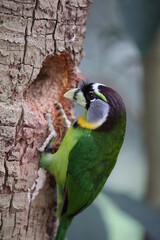 Fire-tufted barbet