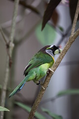 Fire-tufted barbet