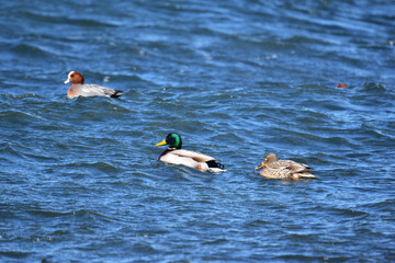沖に浮かぶマガモのペア