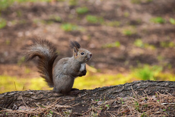 木の根元に立って上を見るエゾリス