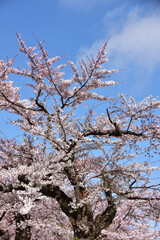 満開の老木の桜と青空