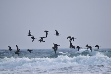 荒れた海を飛ぶコクガンの群れ