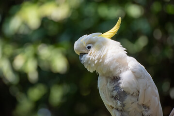 Cockatoo perched on a branch