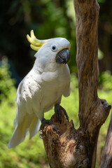 Cockatoo perched on a branch