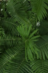 Beautiful fern with lush green leaves growing outdoors